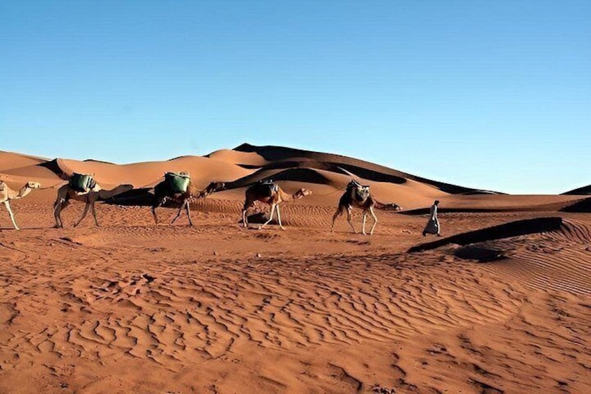 Kameler vandrar över en öken med sanddyner i bakgrunden. 4