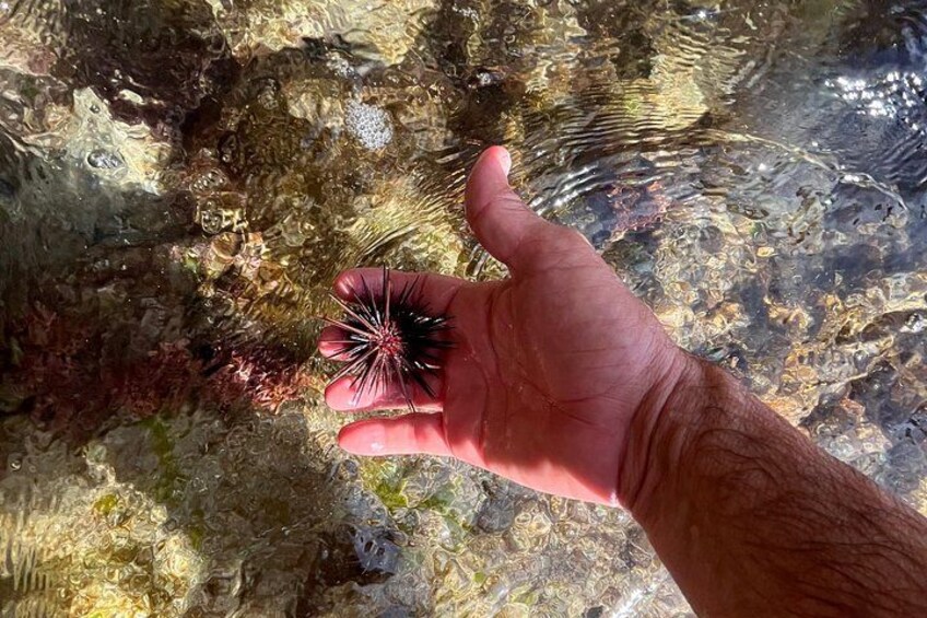 Sea urchin, Echinometra viridis 3