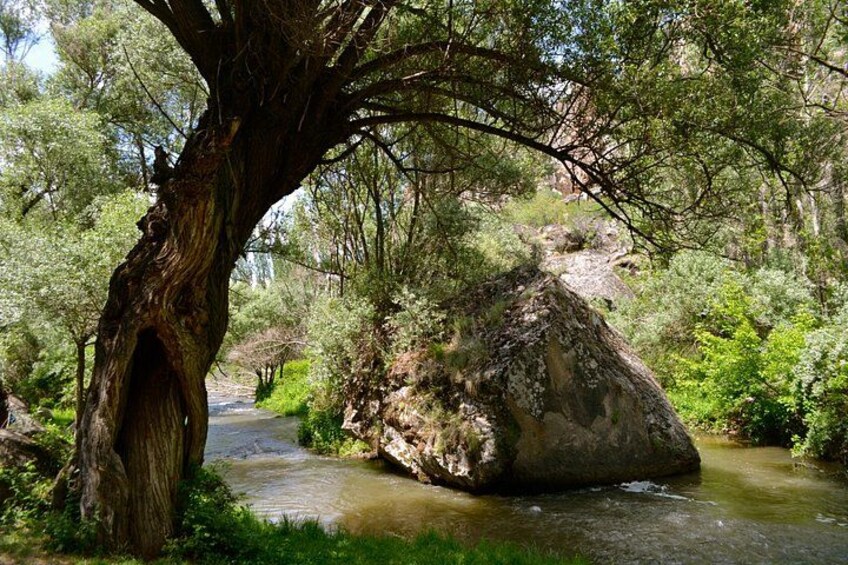 A river flowing through a forest with a large rock in the middle and a tree on the left. 5