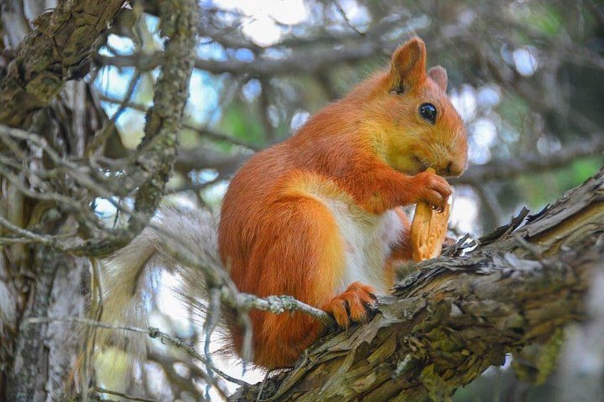 Una ardilla roja sobre una rama de árbol. 2