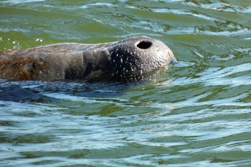 New Smyrna Beach Clear Kayak Mangrove & Wildlife Tour 1