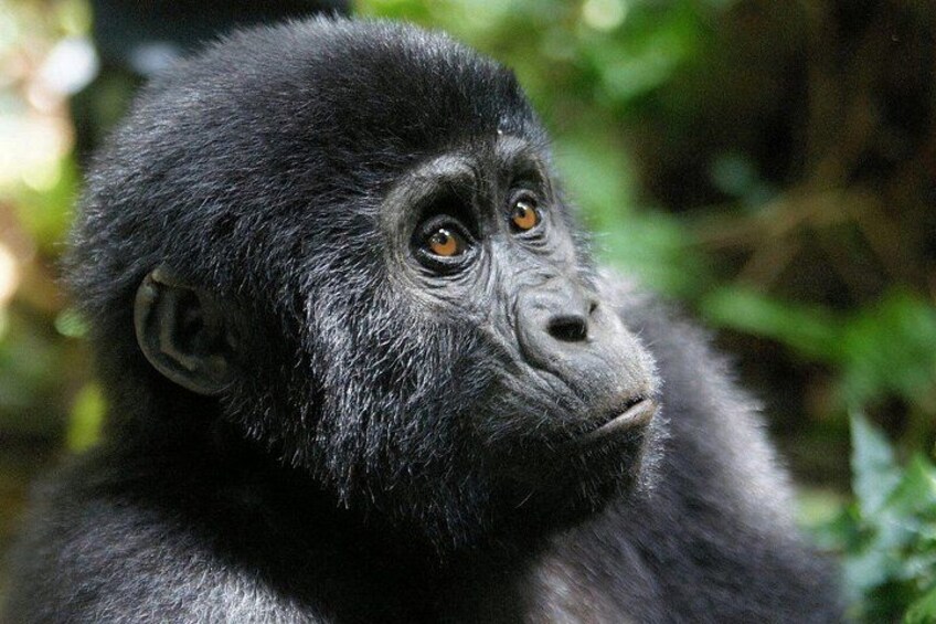 A gorilla in a natural habitat with dense foliage in the background. 3
