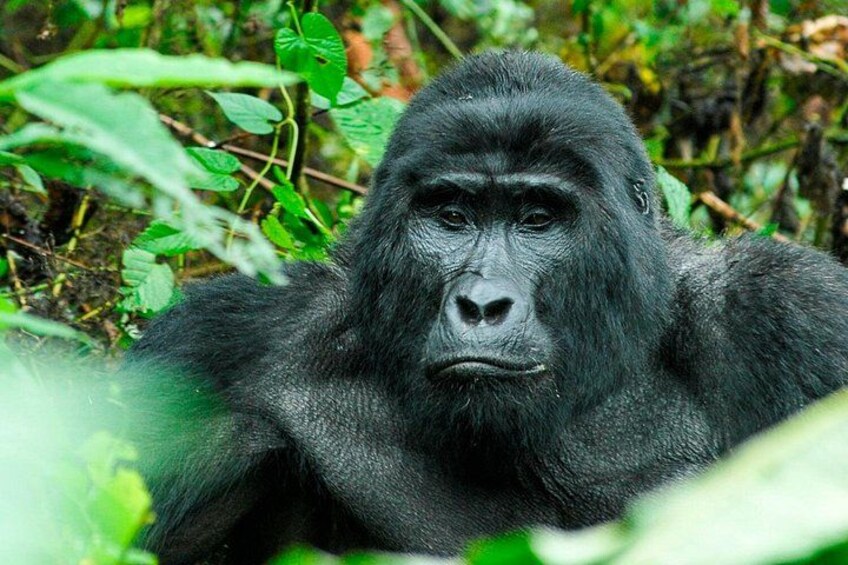 A gorilla in a dense forest with green foliage. 2