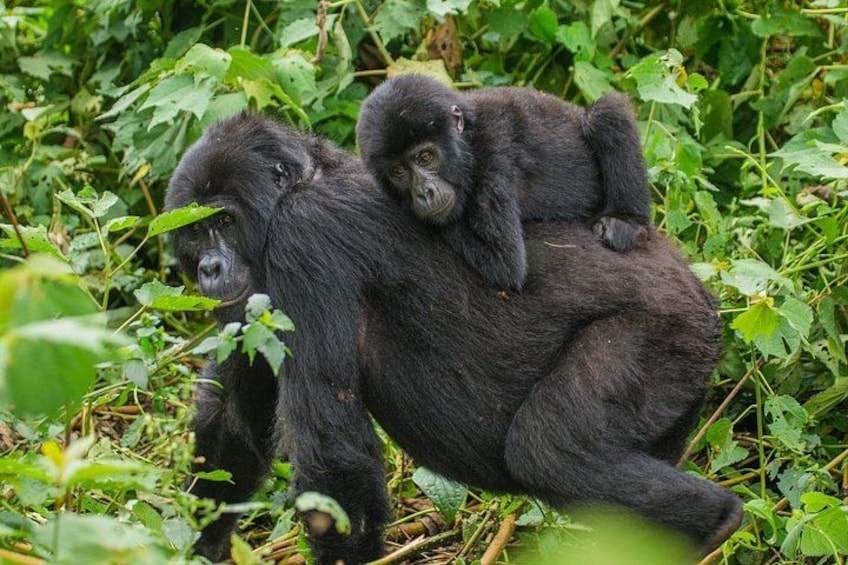 A gorilla with a baby gorilla on its back. 1