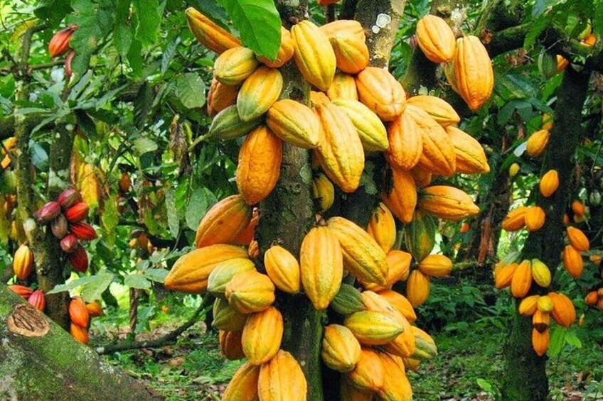 A tree with clusters of cocoa pods. 1