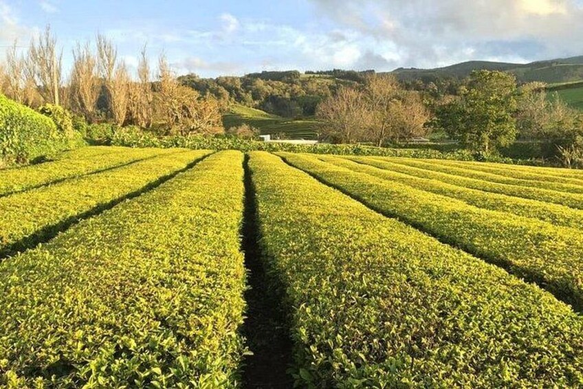 A field of crops with rows of plants. 2