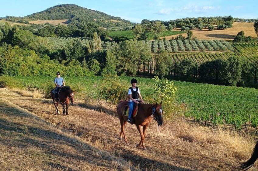 Horseback riding through the vineyards in Montepulciano Tuscany 2