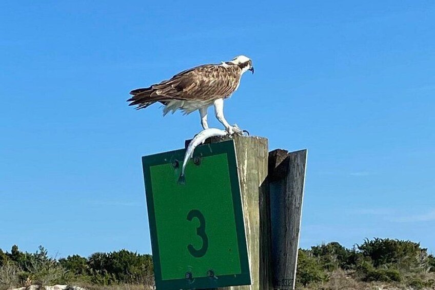 An osprey perched on a green sign with the number 3. 2