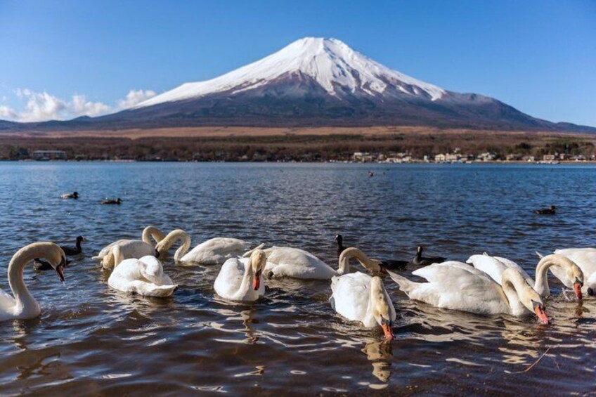 Swans swimming in a lake with a snow-capped mountain in the background. 2