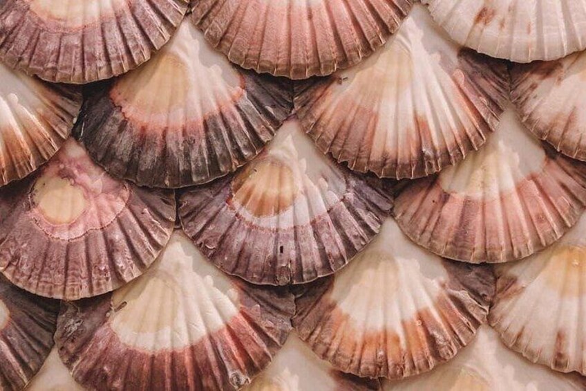 Scallop Wall 3