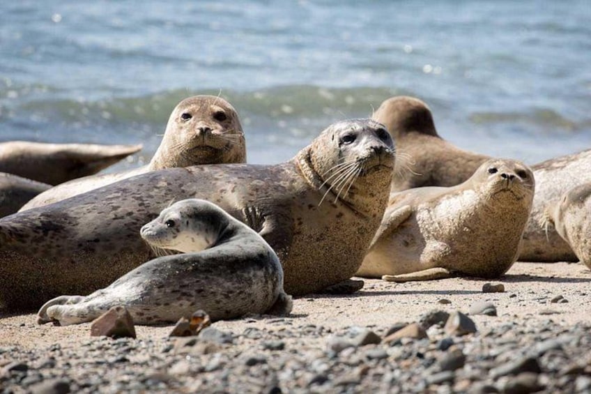 A group of seals on a rocky beach with the ocean in the background. 1