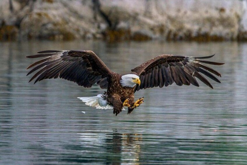 Bald eagle 2