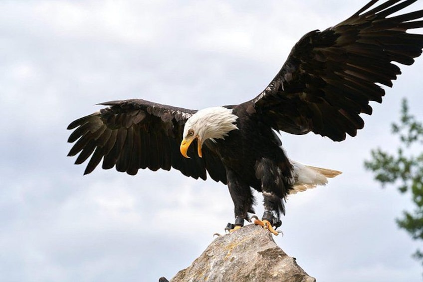 A bald eagle with outstretched wings perched on a rock. 4