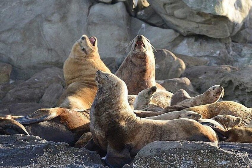 A group of seals resting on rocks. 3