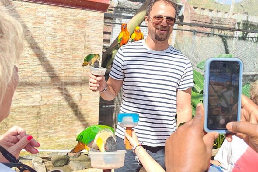 Meet and greet with colorful tropical parrots 3