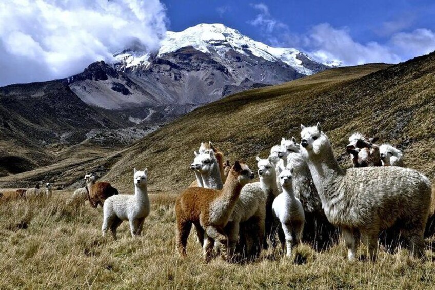 Un grupo de alpacas pastando en un campo de hierba con una montaña nevada al fondo. 3