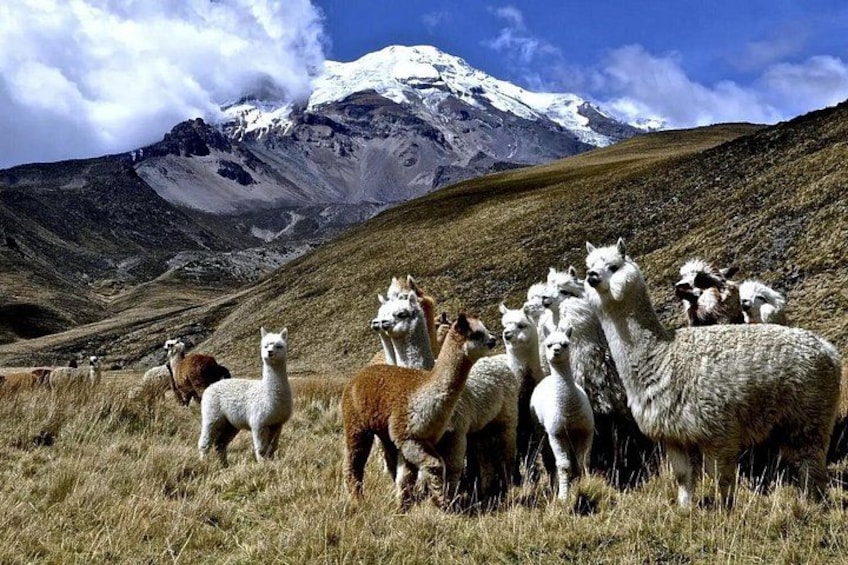 Cusco to Puno Scenic Day Trip with Lunch (Route of the Sun) 2
