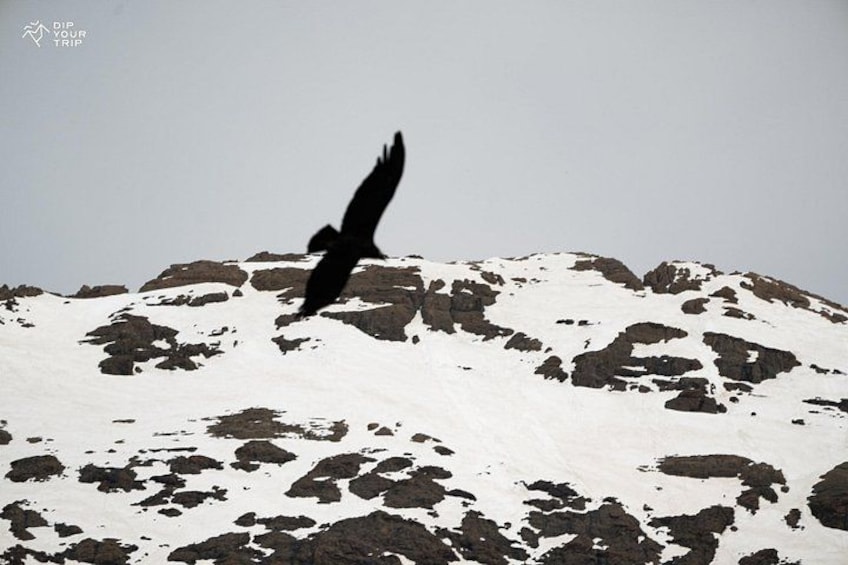 A bird in flight over a snow-covered mountain. 5