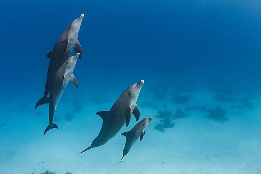 Swim With Dolphins at Dolphin House With Lunch - Hurghada 1