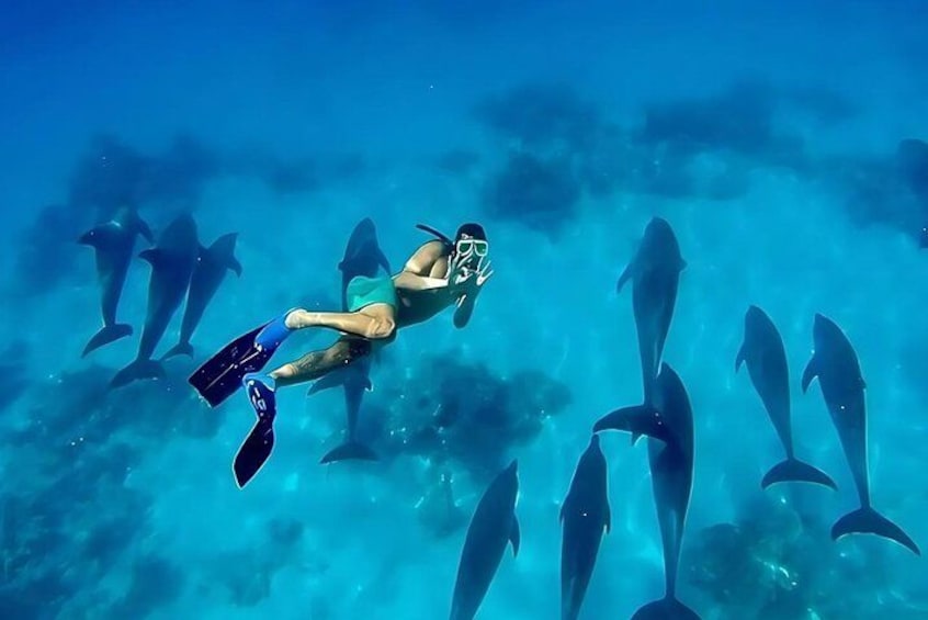 Swim With Dolphins at Dolphin House With Lunch - Hurghada 2