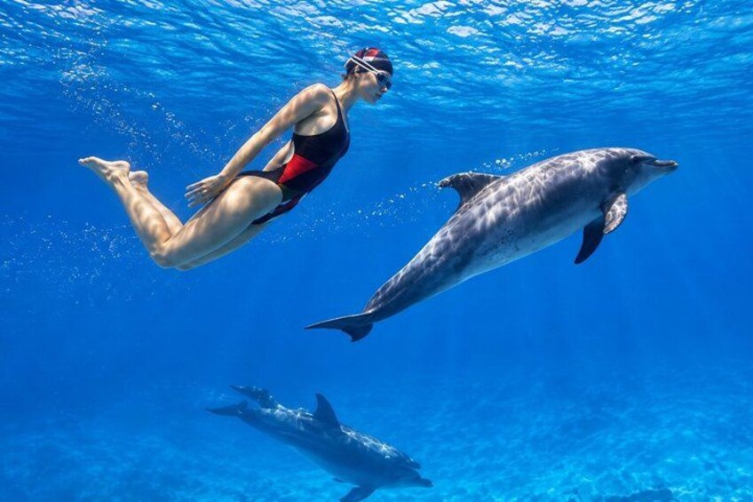 Swim With Dolphins at Dolphin House With Lunch - Hurghada 1