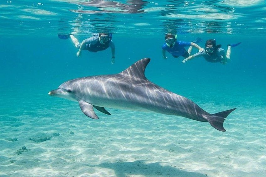 Swim With Dolphins at Dolphin House With Lunch - Hurghada 3