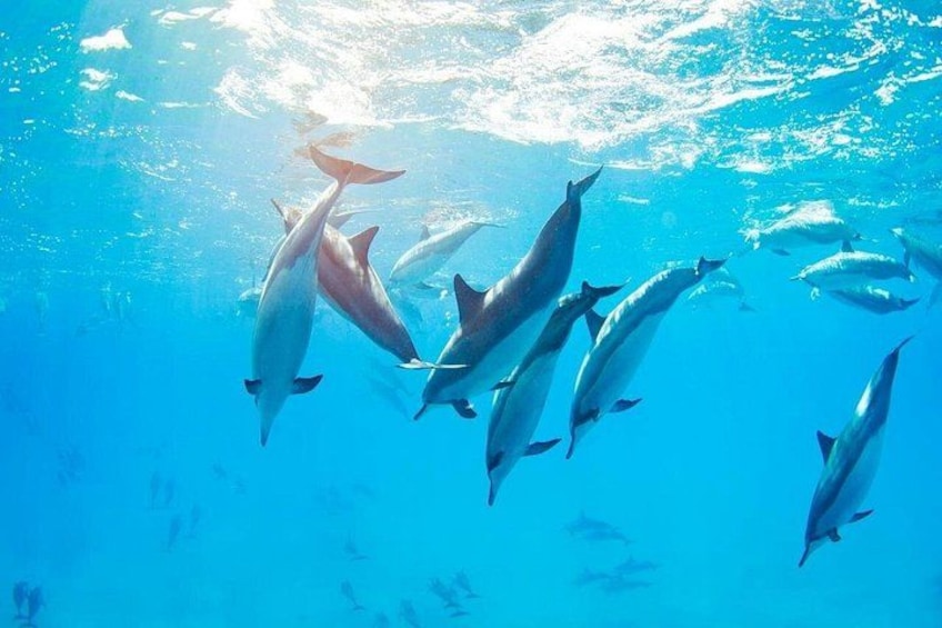 Swim With Dolphins at Dolphin House With Lunch - Hurghada 2