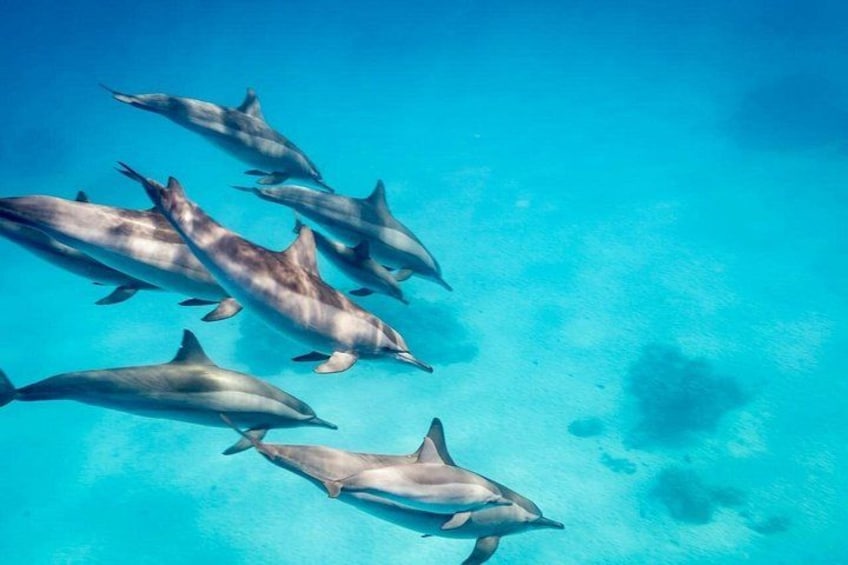 Swim With Dolphins at Dolphin House With Lunch - Hurghada 5