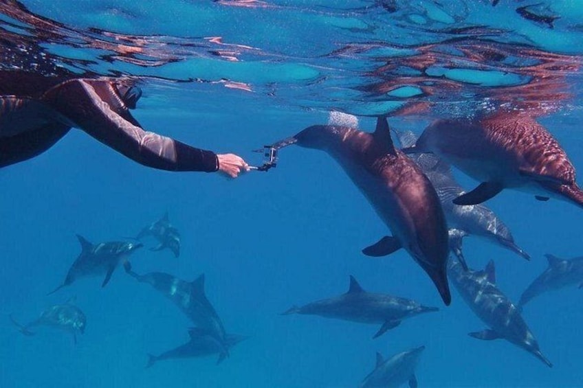 Swim With Dolphins at Dolphin House With Lunch - Hurghada 3