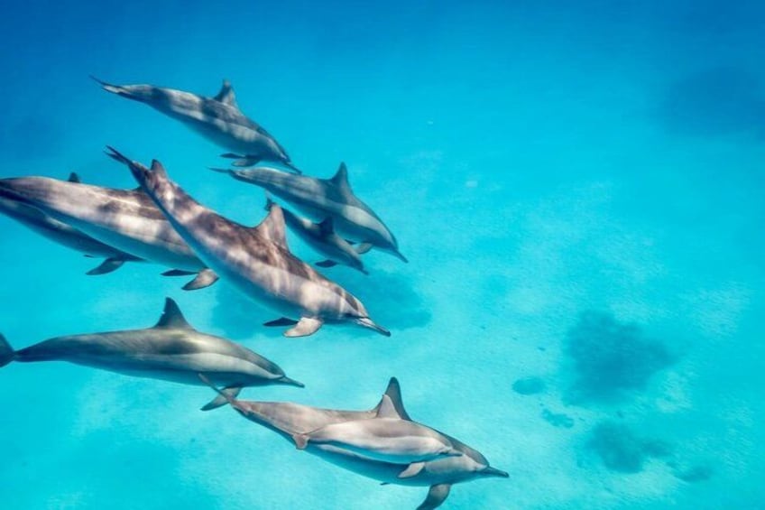Swim With Dolphins at Dolphin House With Lunch - Hurghada 4