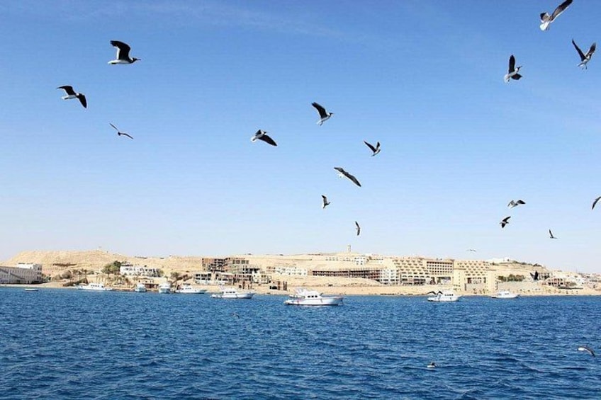 Swim With Dolphins at Dolphin House With Lunch - Hurghada 3