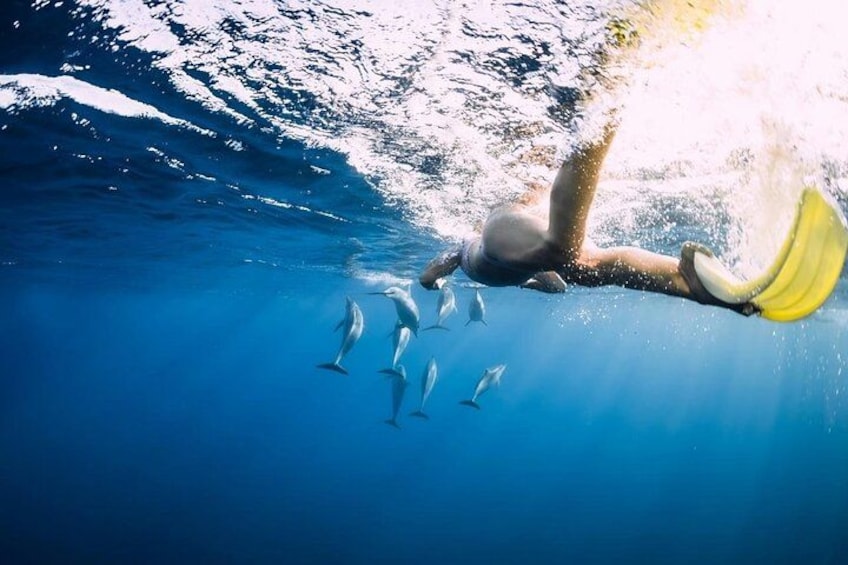 Swim With Dolphins at Dolphin House With Lunch - Hurghada 3