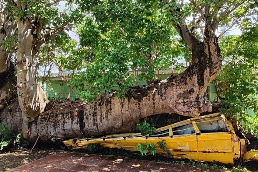 A large tree with extensive roots, a yellow car, and a brick pathway. 5