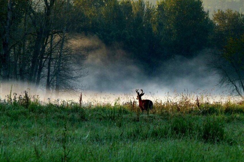 Wildlife! 5