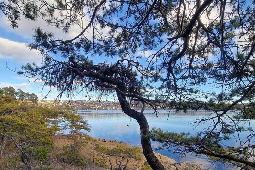 OsloFjord: Malmøya beautiful Island Guided Hike-Waffle&Drink 3