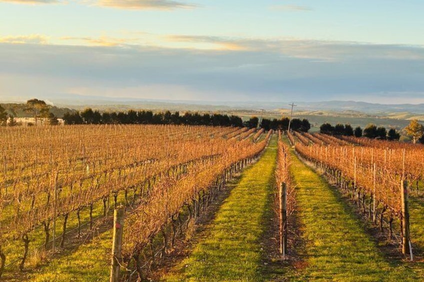 Orange NSW Wine Tour | Boutique Wineries & Cellar Door Experience 3