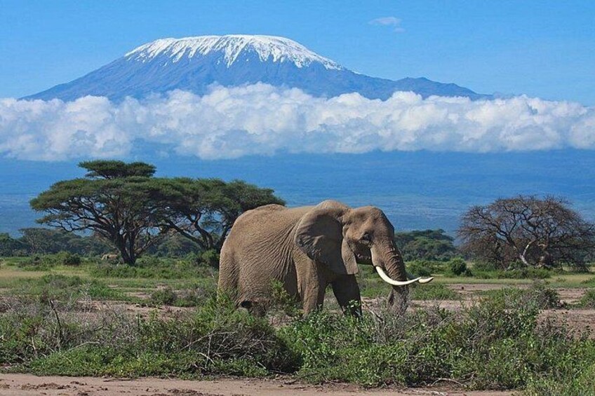 Ein Elefant auf einer grasbewachsenen Wiese mit Bergen im Hintergrund. 2