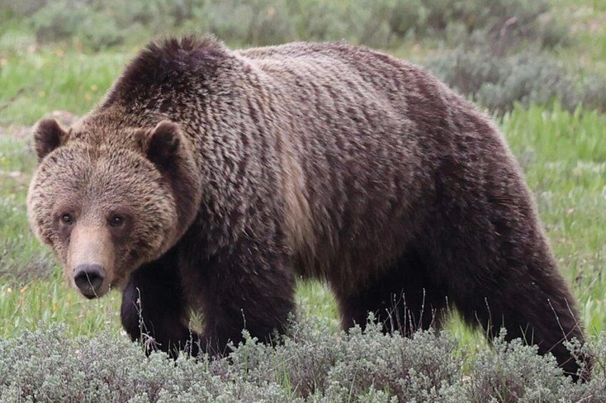 A bear walking through a grassy area with low shrubs. 3