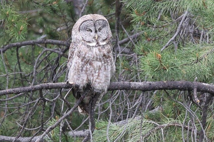 An owl perched on a branch surrounded by pine trees. 4