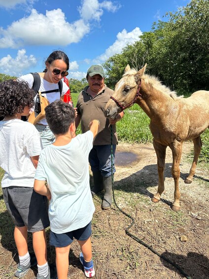 A group of people interacting with a horse in a grassy area. 3