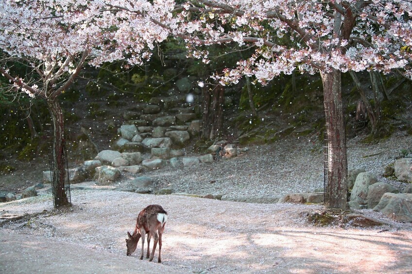 Hiroshima & Miyajima Day trip with Itsukushima from Tokyo by bullet train