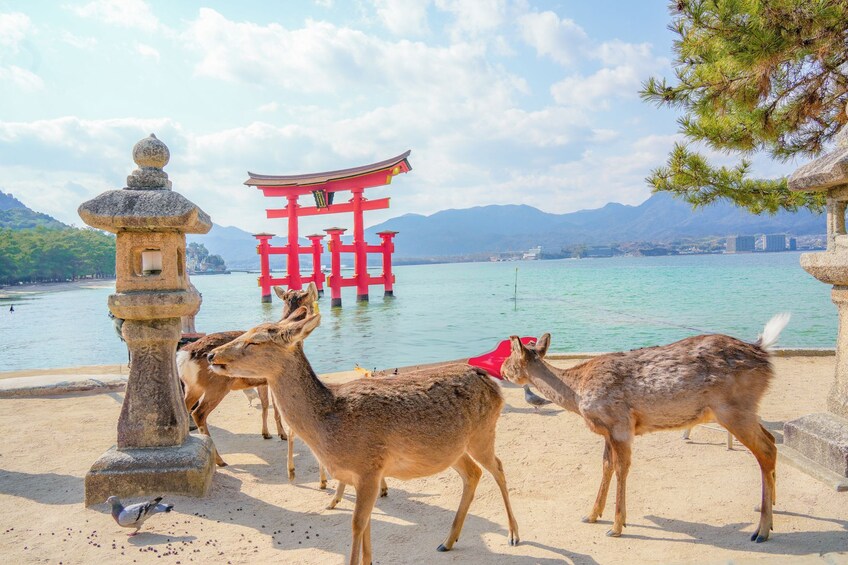 From Kyoto: Hiroshima & Miyajima Guided Tour by Bullet Train 2
