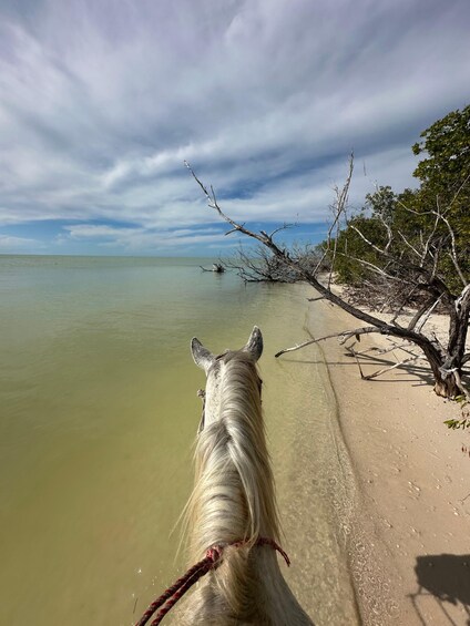 A white horse's head facing a beach with clear water and overcast sky. 3