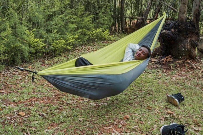 A hammock in a forest with a tree stump and leaf litter. 4