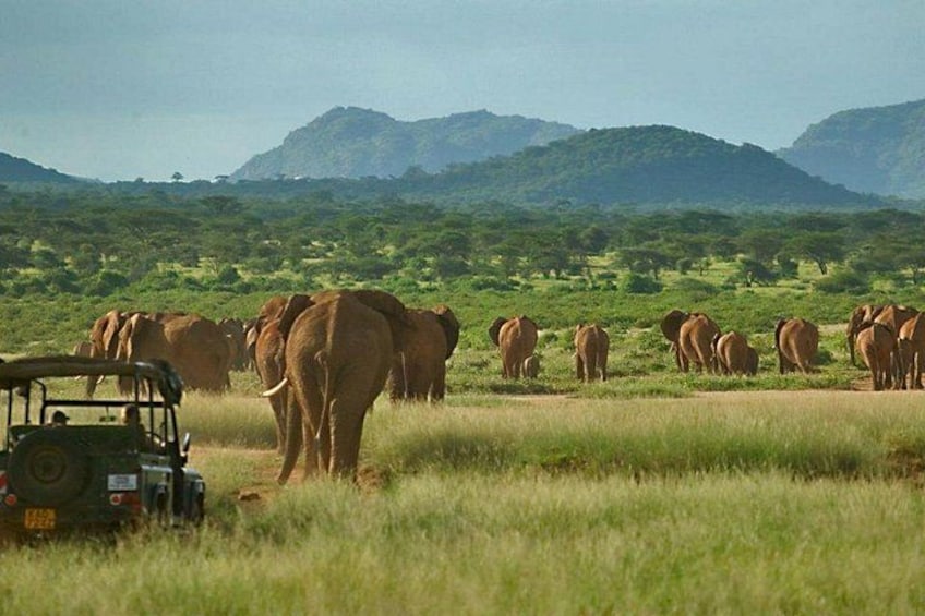 6 Days Samburu Sweetwaters, Lake Nakuru and Lake Naivasha Tour 5