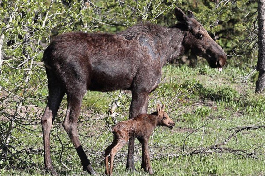 Un gran alce con un ternero en un campo cubierto de hierba y árboles. 4