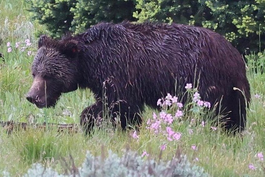 Un oso caminando por un campo cubierto de flores silvestres. 3