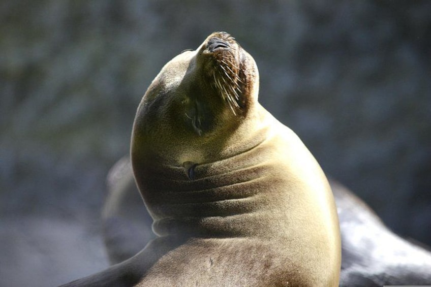 A seal with its head raised, possibly looking at something in the distance. 5