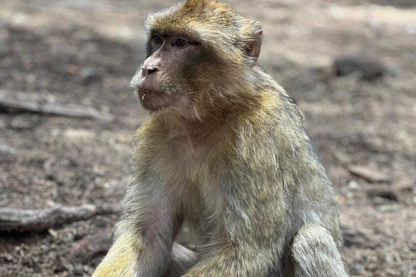 A monkey sitting on the ground. 5