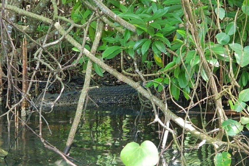 Galle: Koggala Lake Boat Safari with Monkeys Birds & Nature 4